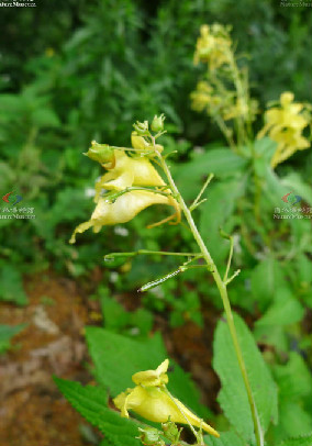 路南鳳仙花