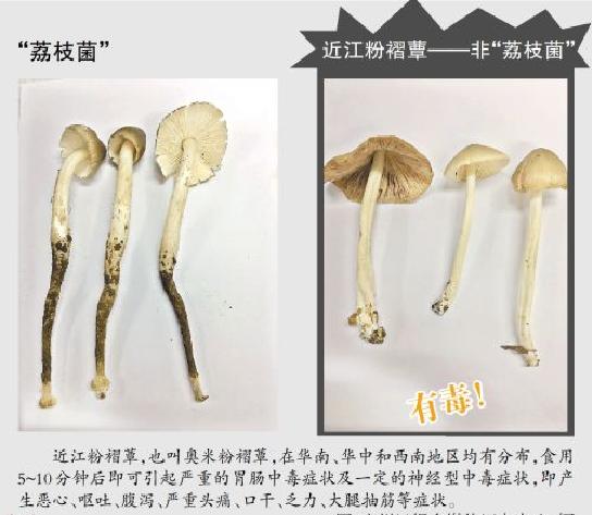 近江粉褶蕈