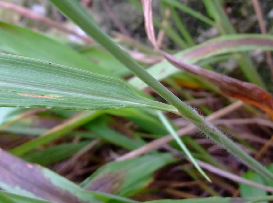 粗毛鴨嘴草