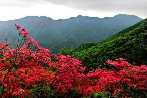 杜鵑嶺(南陽市內鄉縣寶天曼國家自然保護區內景點)