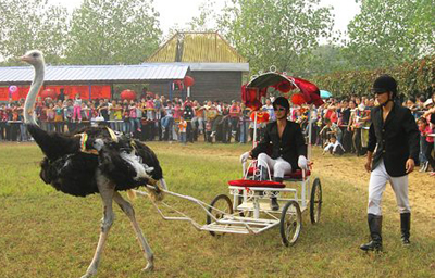 金鷺鴕鳥遊樂園