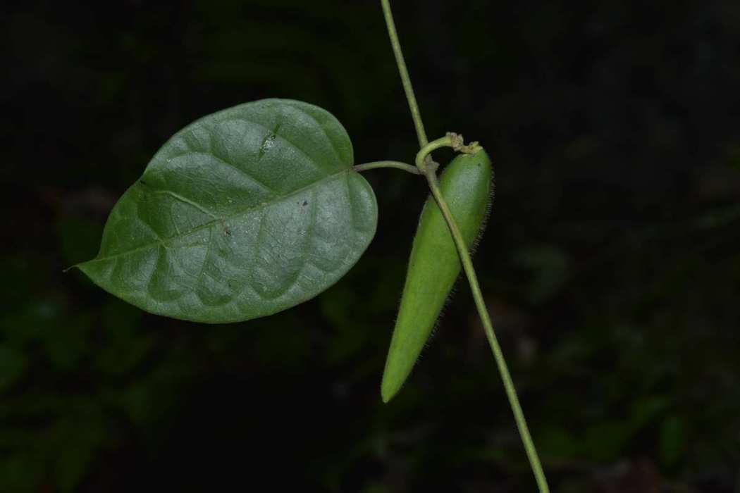 牛奶菜(夾竹桃科牛奶菜屬的植物)