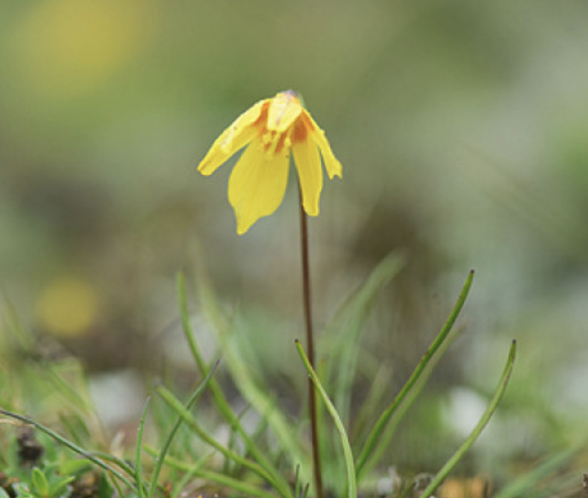 平滑窪瓣花