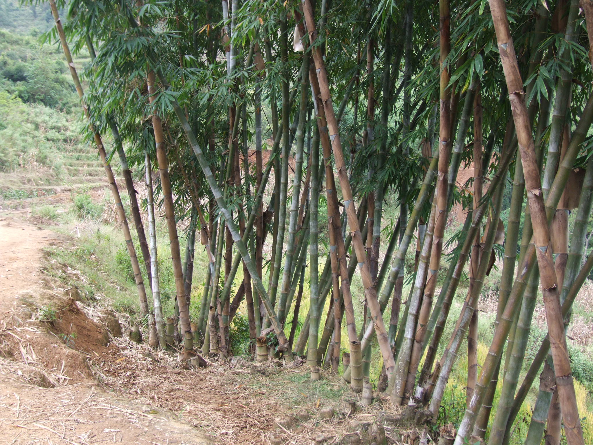 龍塘山自然村