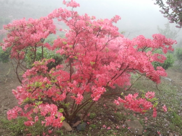 五蓮縣吉祥花卉家庭農場