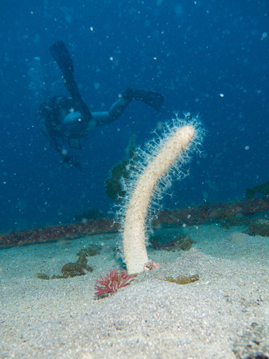 海仙人掌