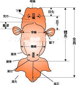 日本蘭壽