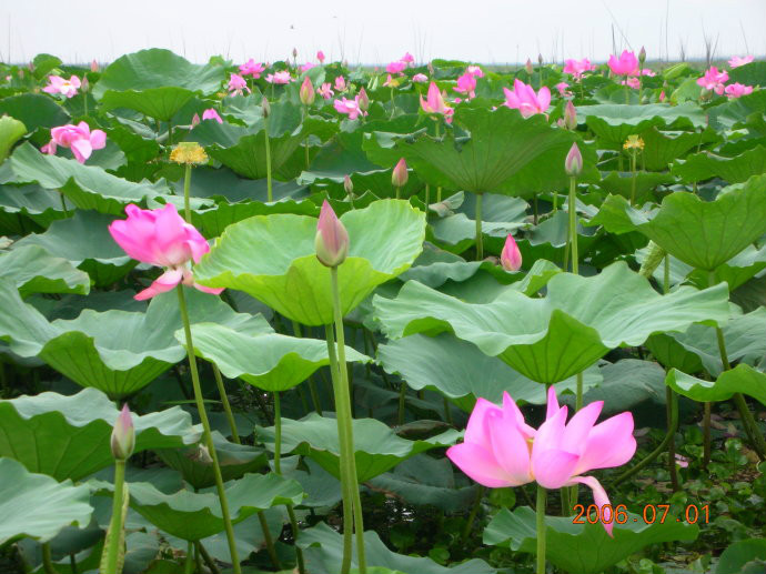 黃梅大源湖