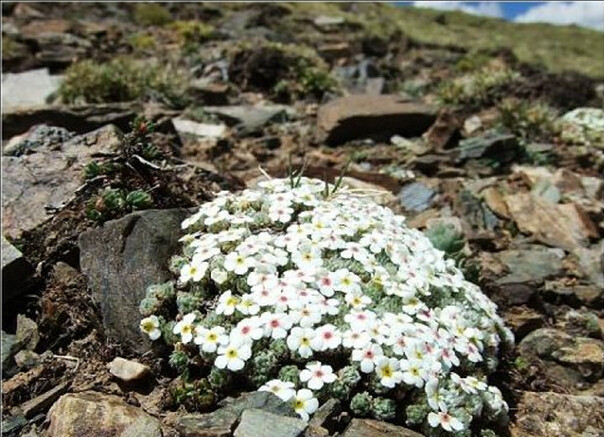 高山組(報春花科點地梅屬)