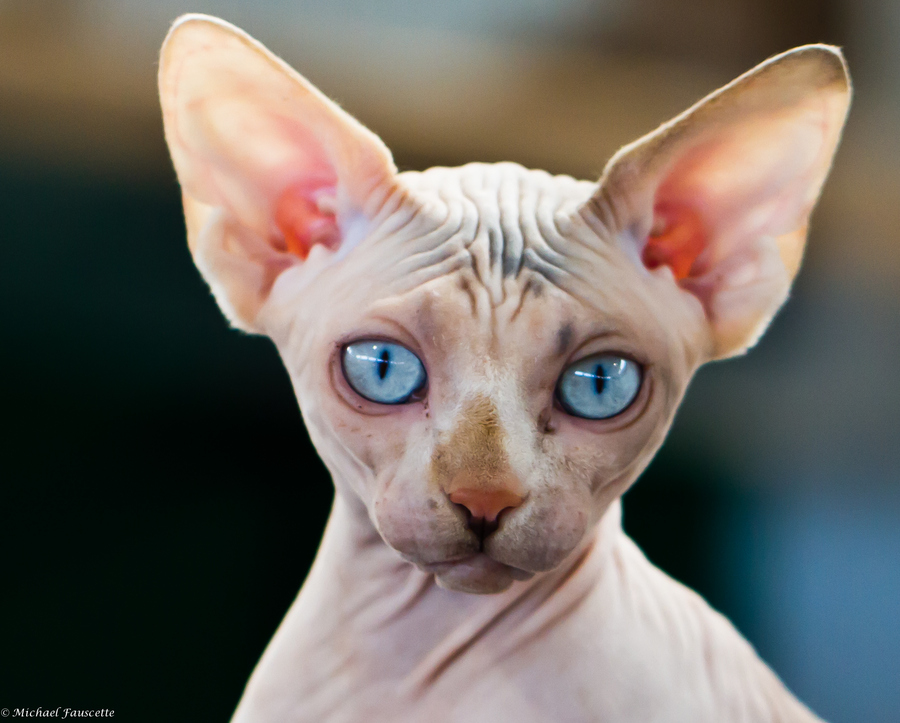 Sphynx