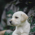 小米(電視劇《神犬奇兵》軍犬)