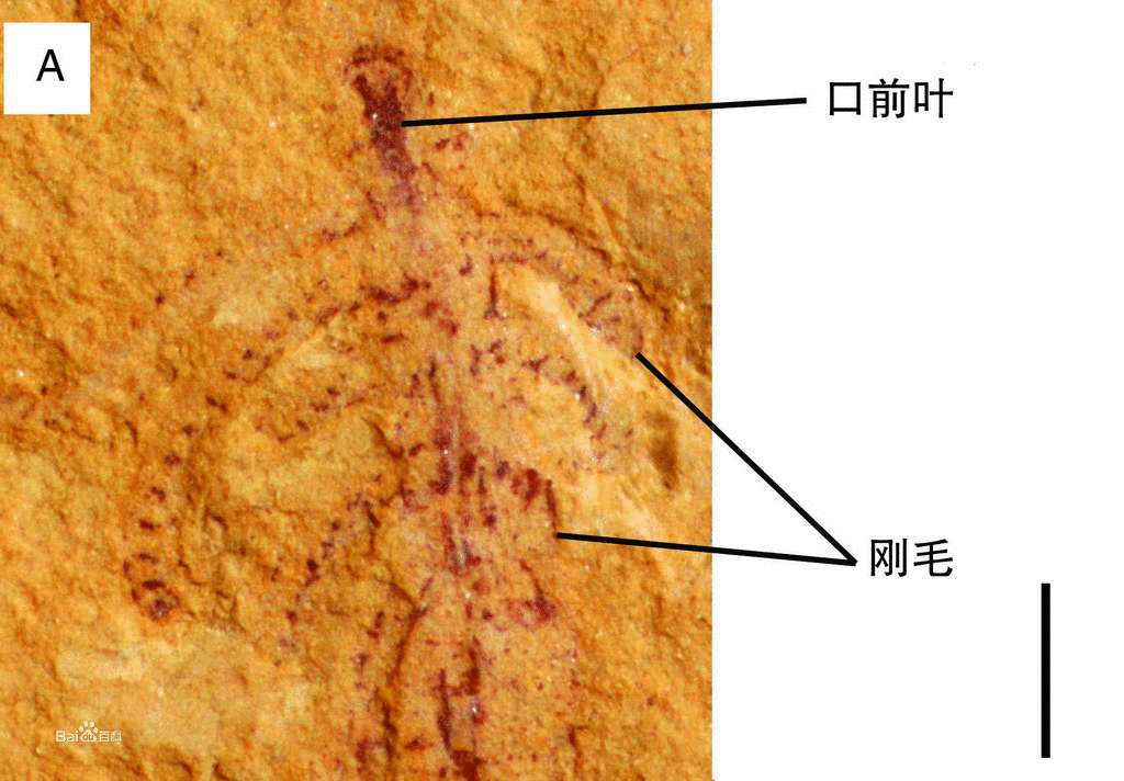 原腔動物門