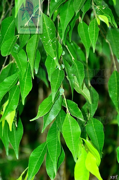 尾尖爬藤榕（變種）