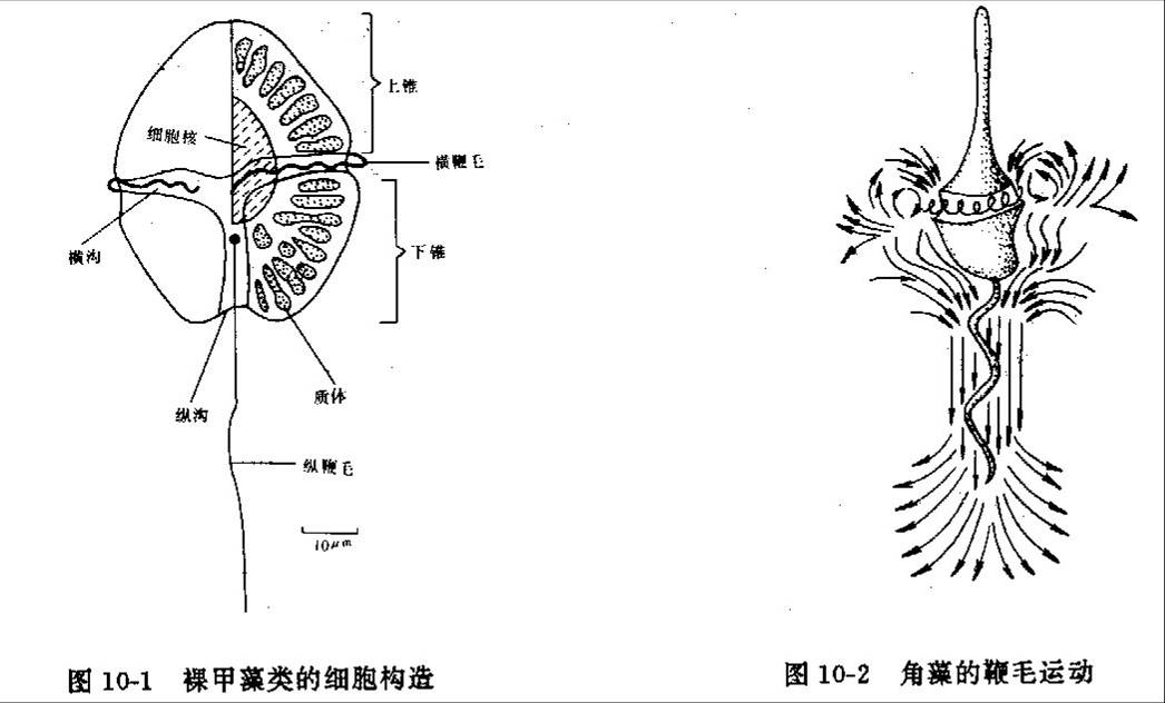 溝鞭藻