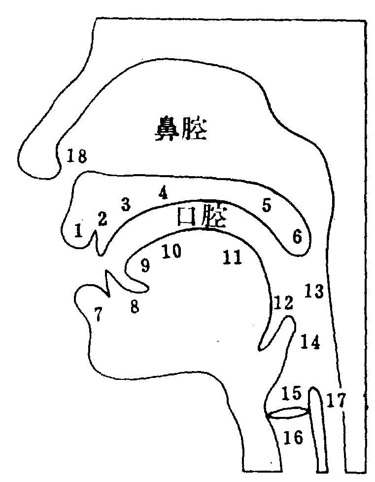 共鳴器官