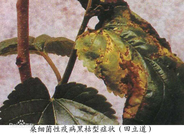 桑細菌病