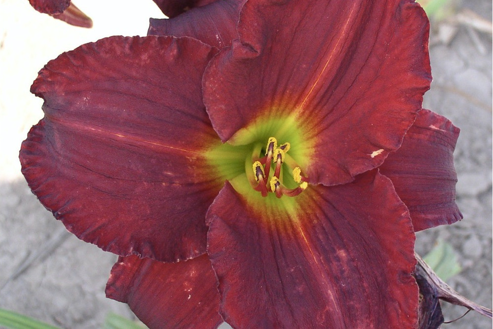 Hemerocallis \x27Painted Trillium\x27