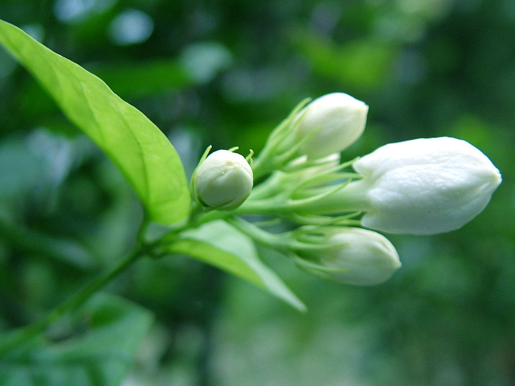 花卉休眠