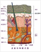 瑞思菲爾護膚