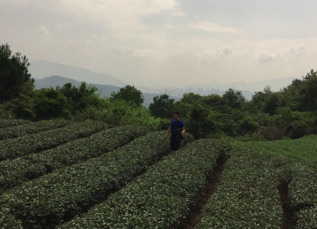 深圳市大茶棚茶業有限公司