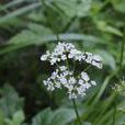 東北羊角芹(植物)