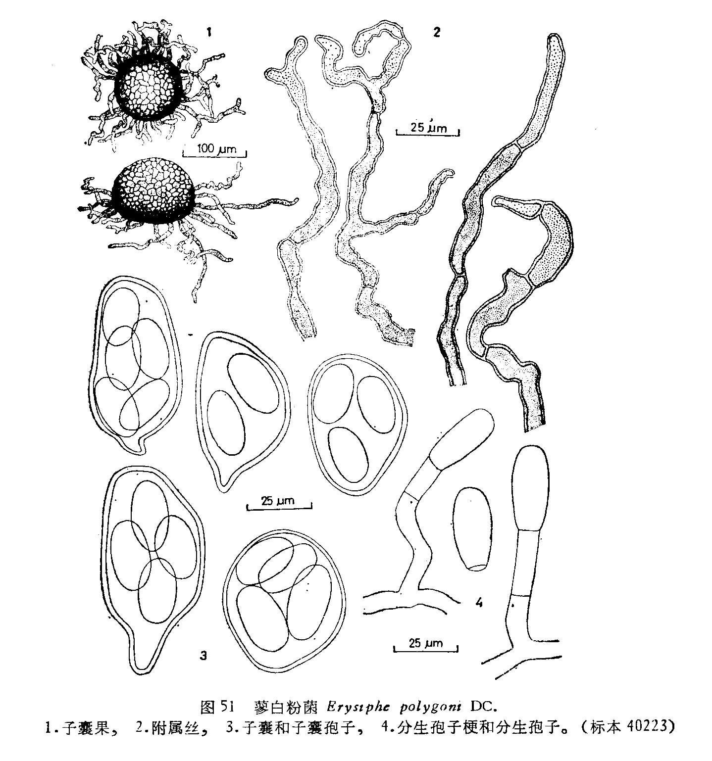 蓼白粉菌