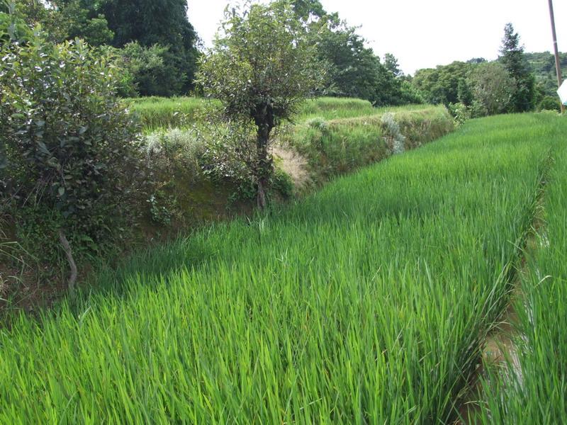 村中田園