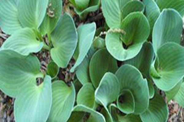 Hosta \x27Blue Mouse Ears\x27