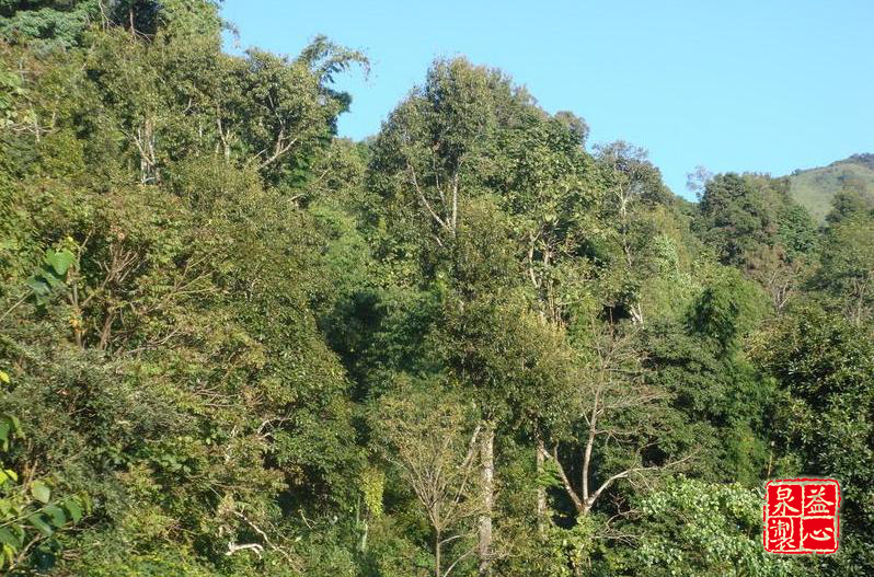 保塘村古茶園