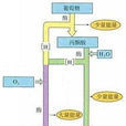 有氧代謝基礎