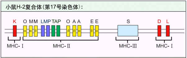 小鼠H-2複合體結構示意圖