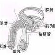 缺乏性的興趣和性活動的要求