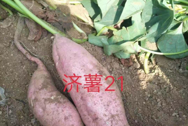 濟薯21(甘薯品種)