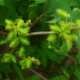 蒼耳(菊科蒼耳屬植物)