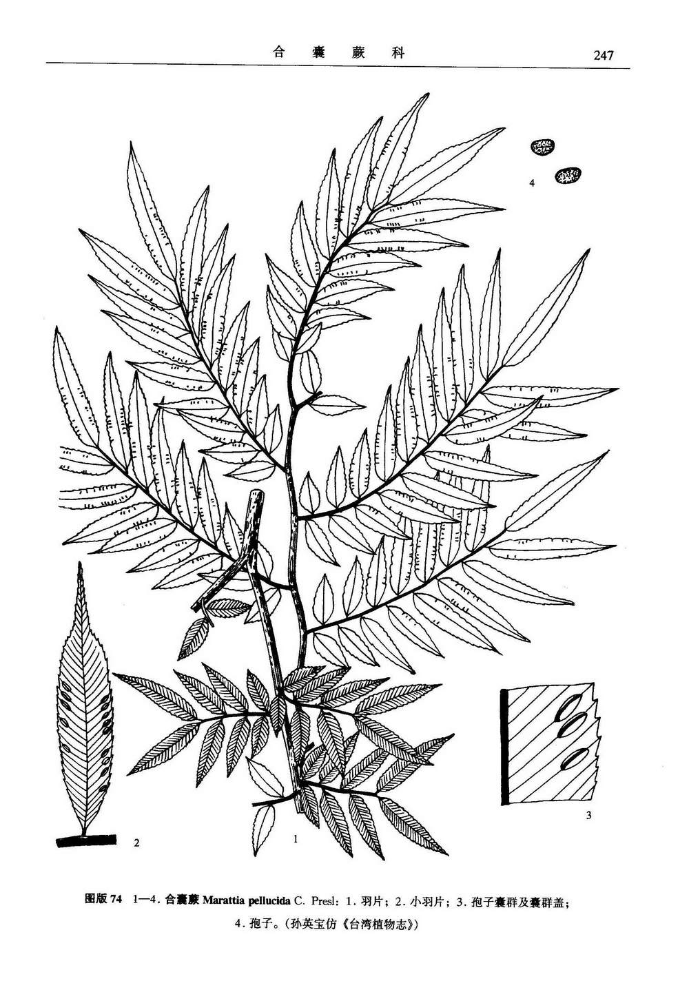 筆管草（亞種）