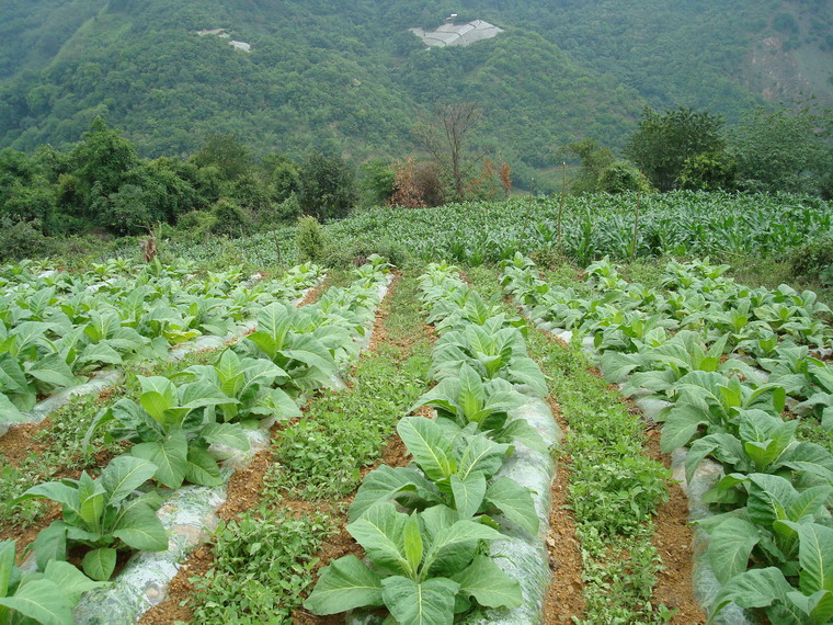 暮卓邑村