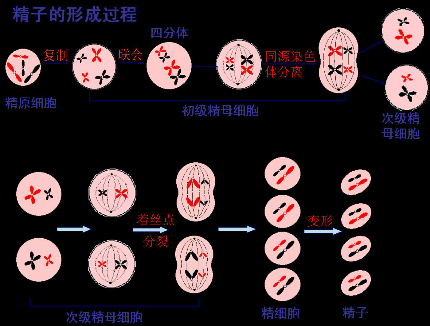 初級精母細胞 簡介 分裂過程 區別 中文百科全書