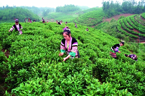 “朵貝貢茶”基地