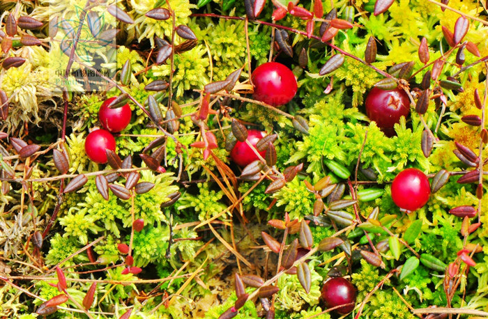 小果紅莓苔子