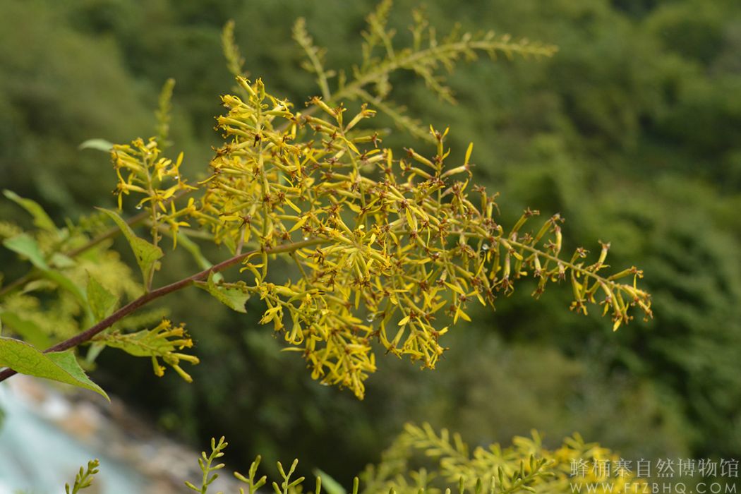 雙花華蟹傘甲