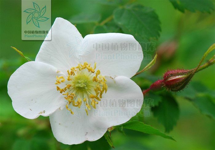 腺葉長白薔薇（變種）