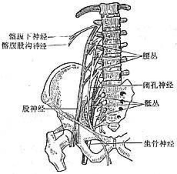 上運動神經元