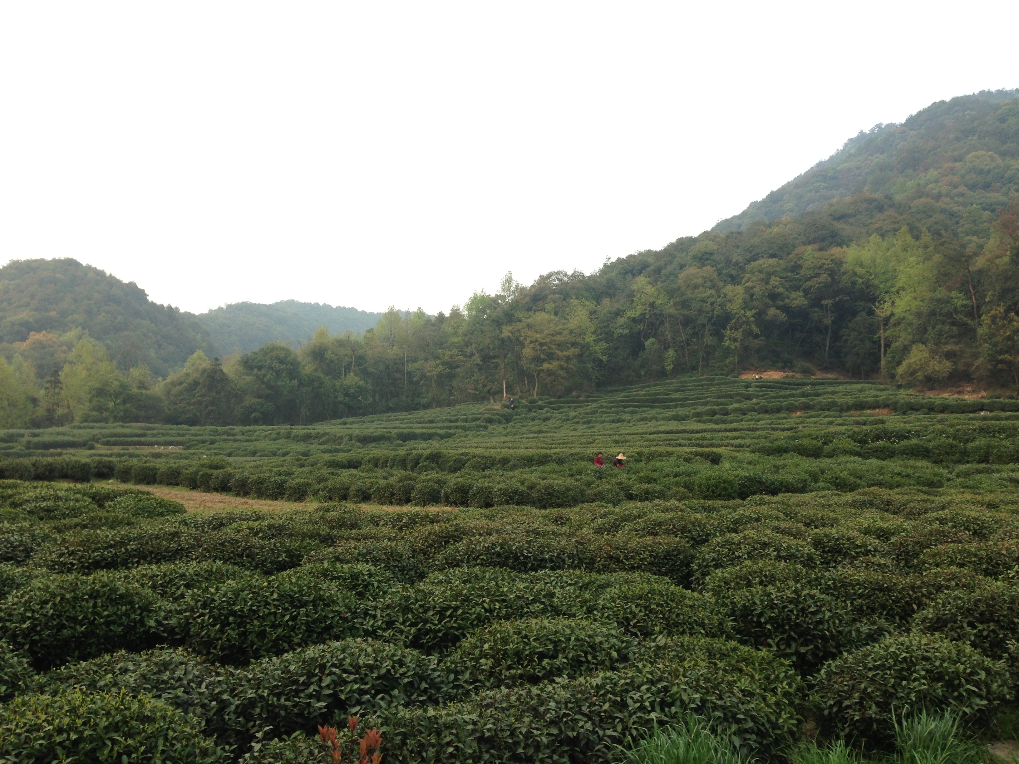 昌東村