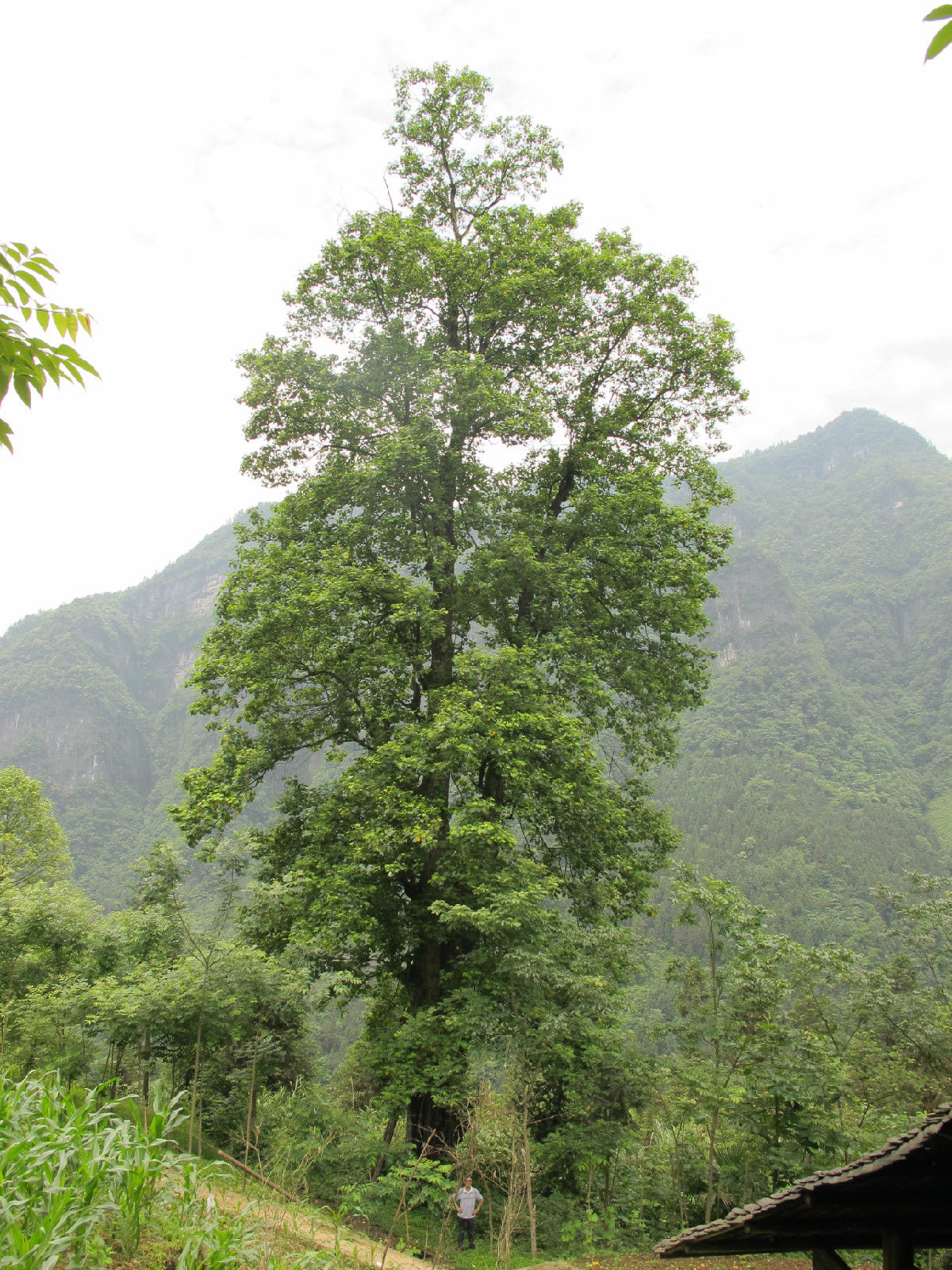 鵝掌楸王