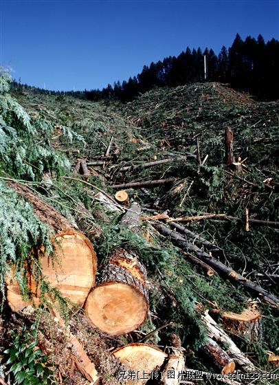 林木採伐毀林事件