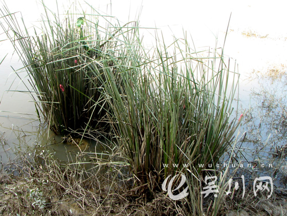 吳川蘭石野生香根草