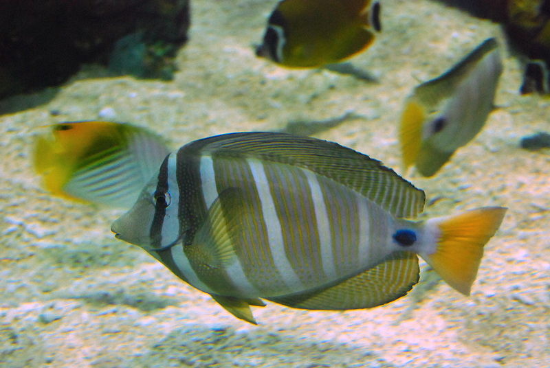 高鰭刺尾魚