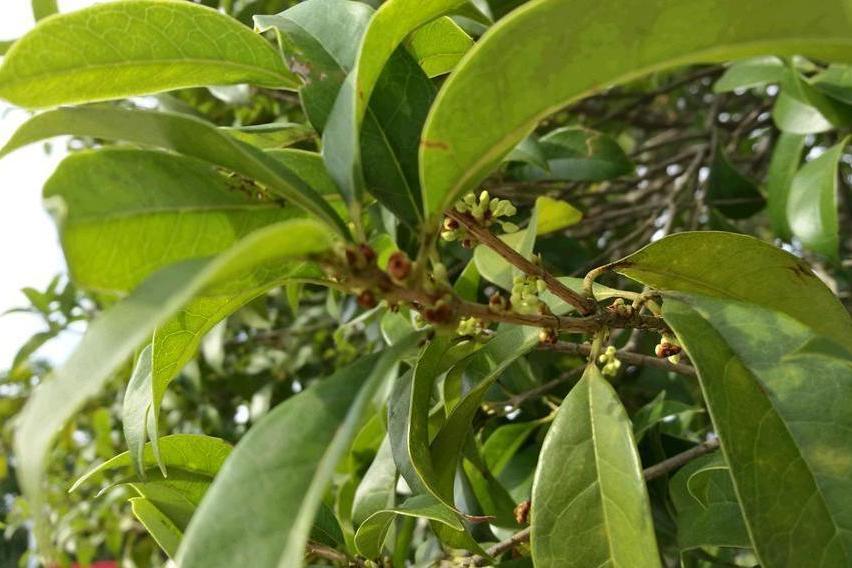 桂花黃山學院13號