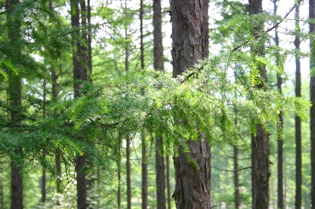 清河林場(黑龍江省嘉蔭縣清河林場)