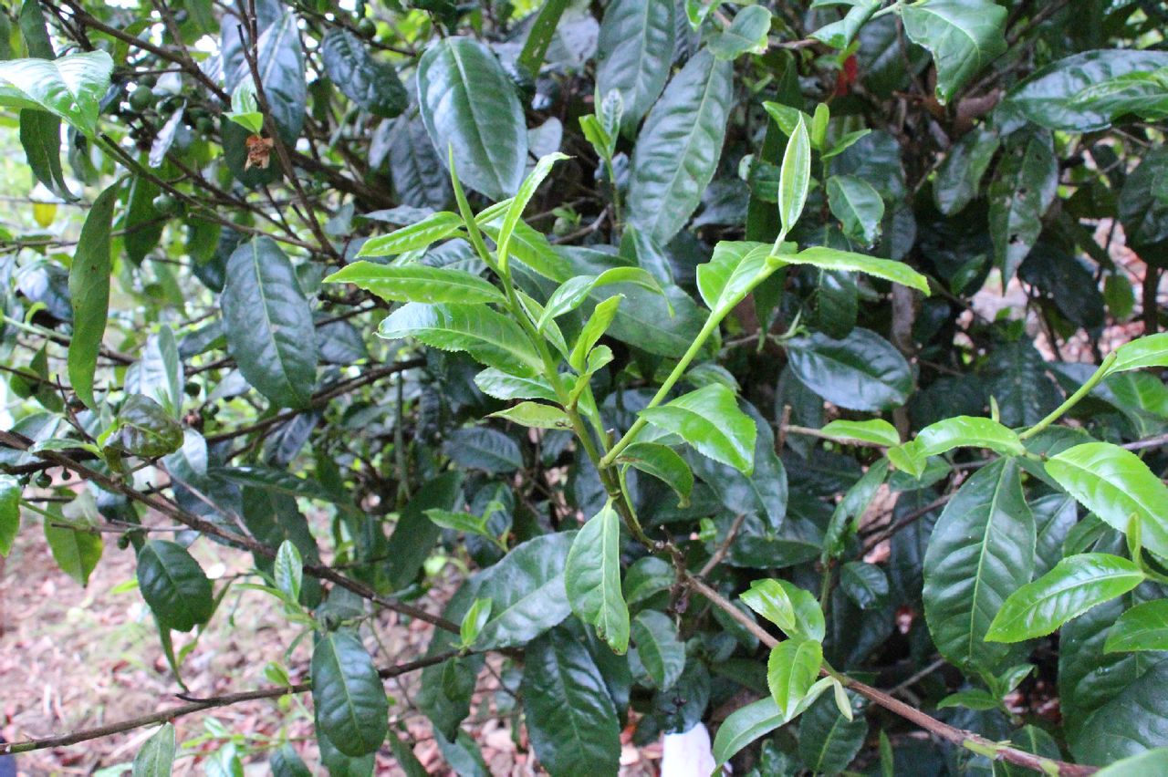 馬鞍山村(雲南省臨滄鎮康縣忙丙鄉下轄村)